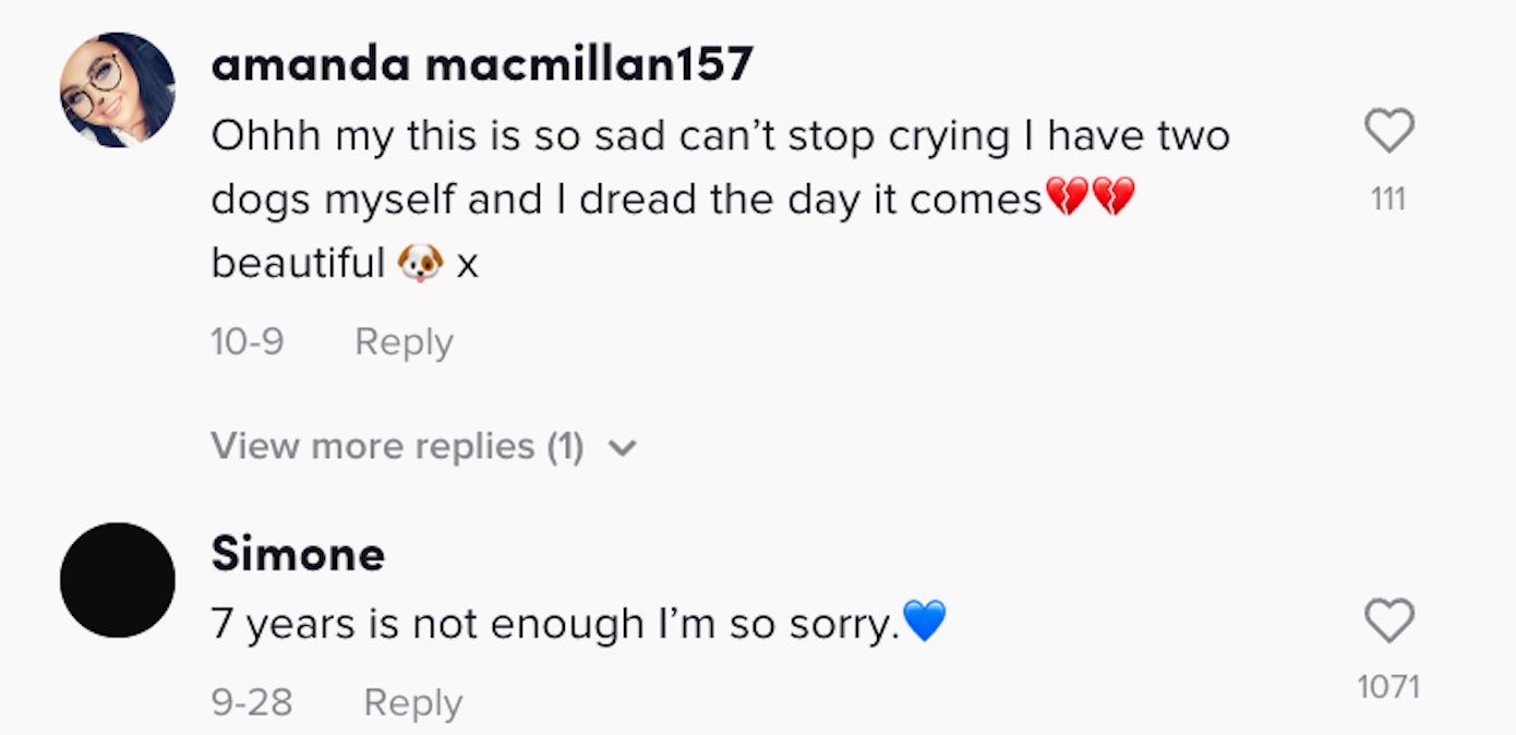 anjing hidap kanser peluk pemiliknya buat kali terakhir sebelum ditidurkan selamanya