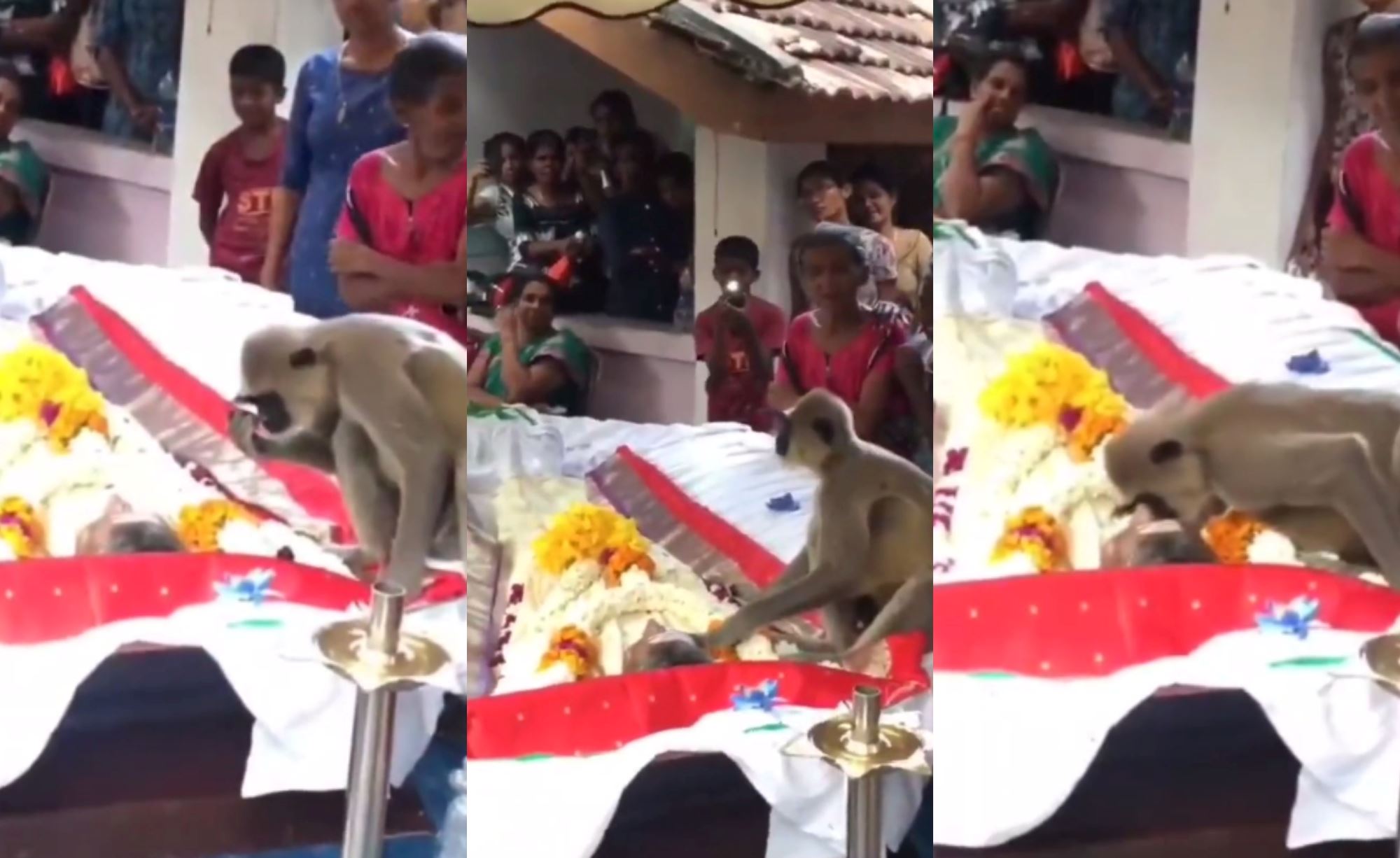 monkey in india attends funeral of the man who used to feed him, leaves netizens emotional