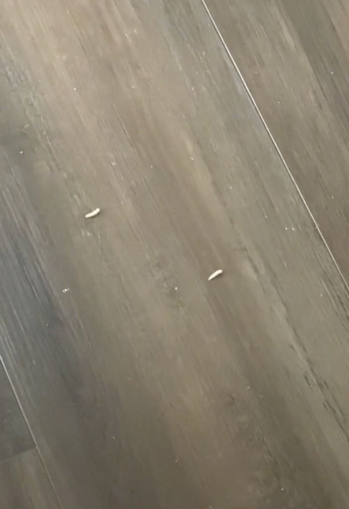 rumah tiba-tiba penuh ulat rupanya datang dari mayat jiran atas!