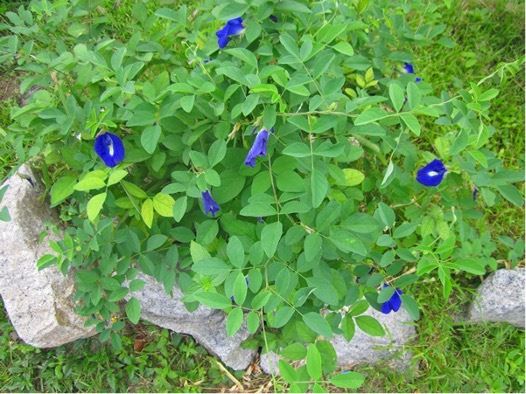 amalkan minum air teh bunga telang ketika demam dan sakit badan, memang berkesan 