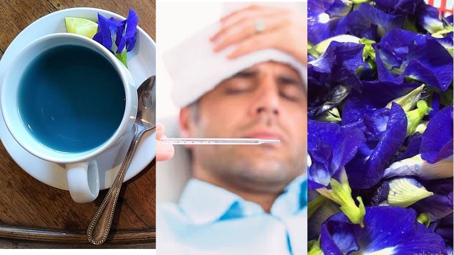 amalkan minum air teh bunga telang ketika demam dan sakit badan, memang berkesan 