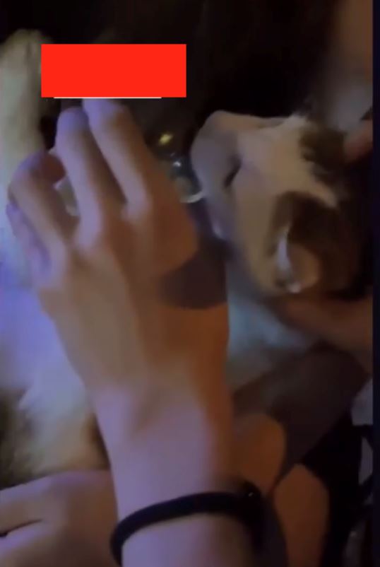 00后喂猫喝酒引众怒！事主澄清是误会？