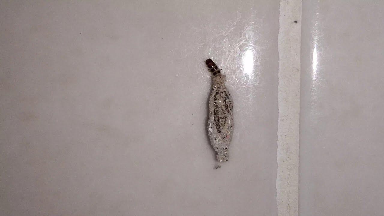 ulat kecil pada dinding ini punca kulit selalu lebam dan gatal