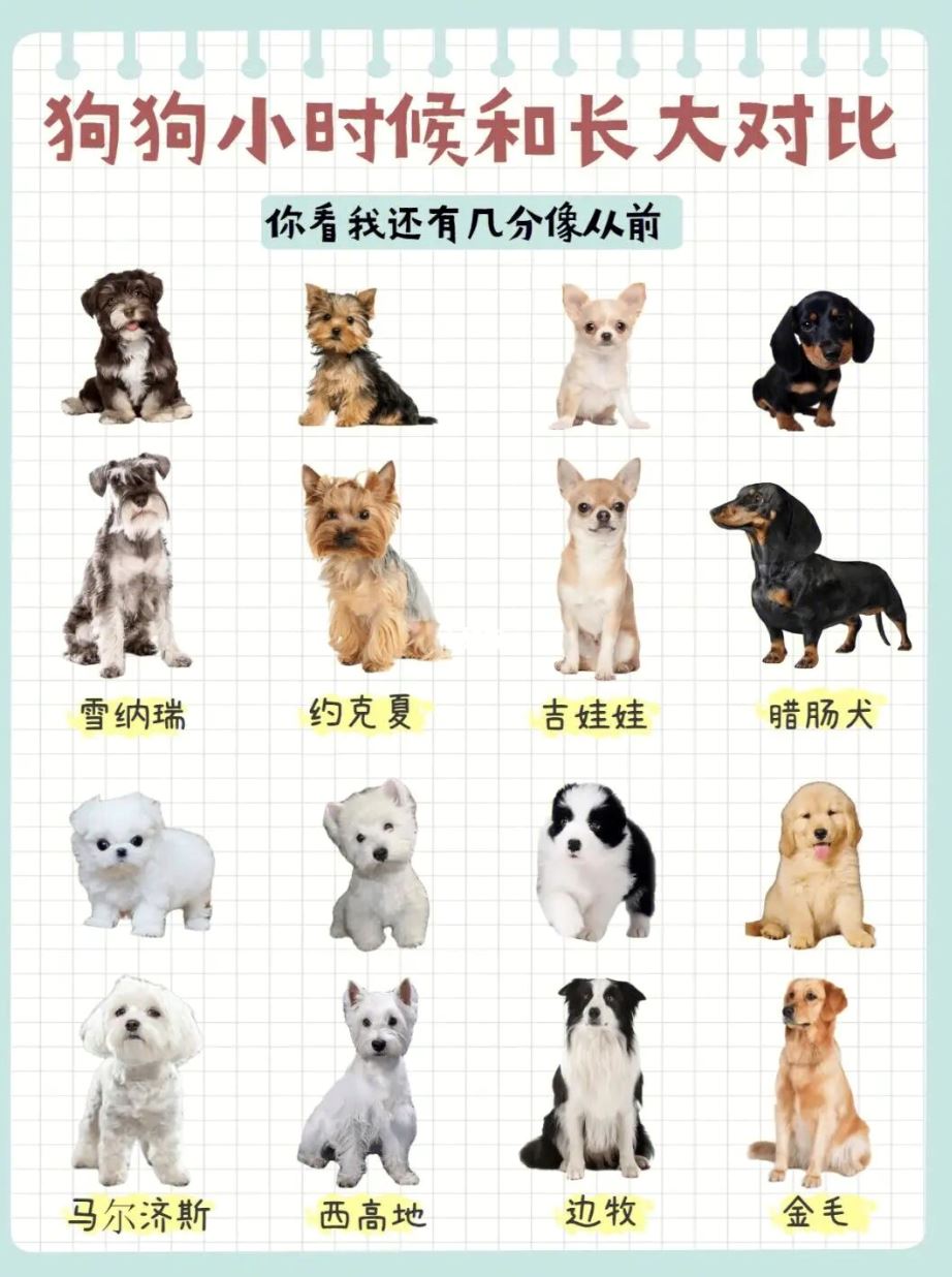 🐶「狗狗小时候vs长大后」❗️变更帅变更可爱