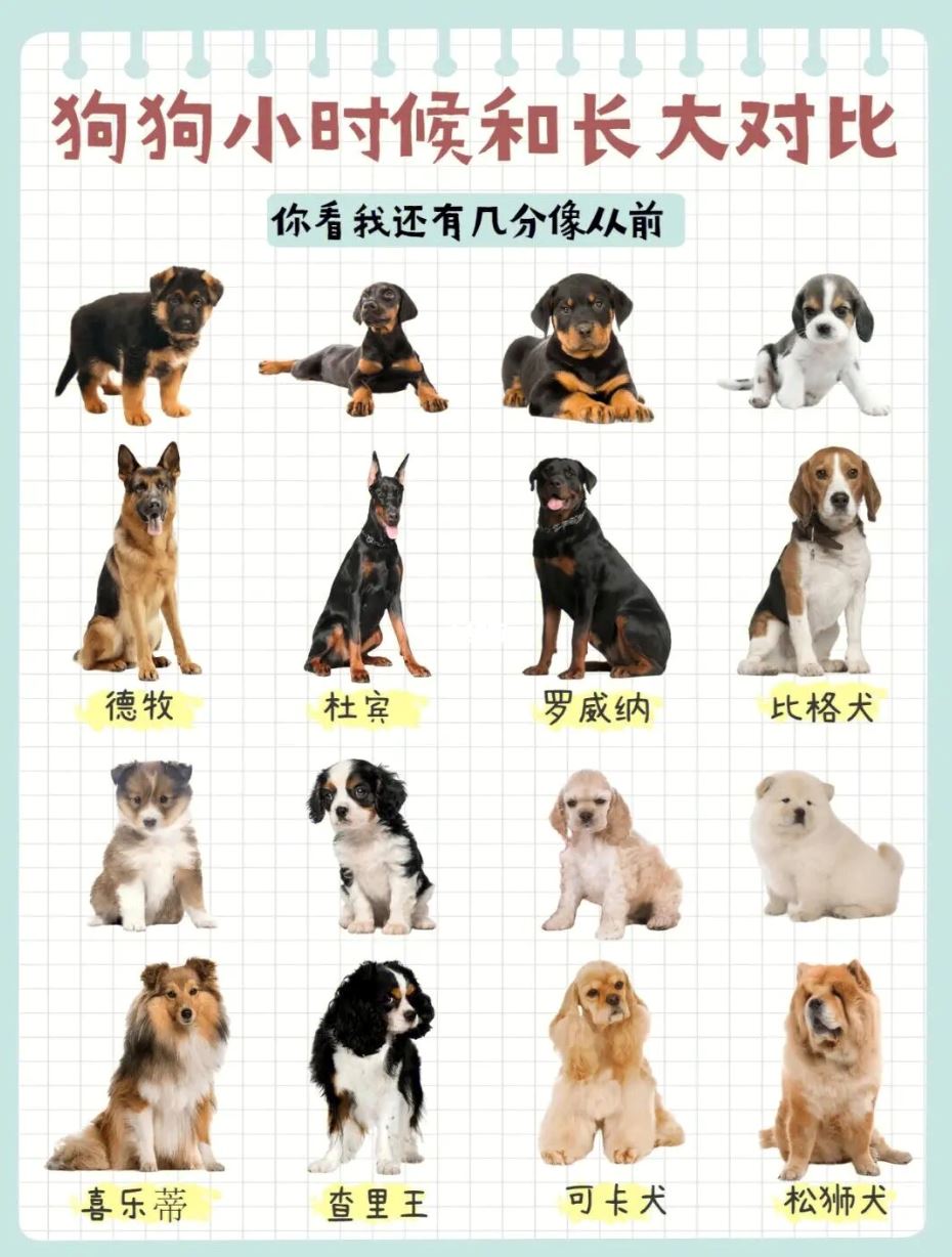 🐶「狗狗小时候vs长大后」❗️变更帅变更可爱