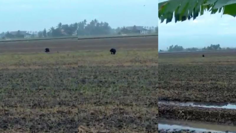 villagers spots black bear wandering around paddy field in sekinchan
