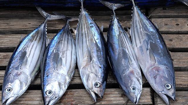 ikan-tongkol-640.png