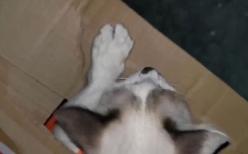 kucing dijadikan tebusan, minta wang rm6,000, ‘‘pertama kali jadi di malaysia’’