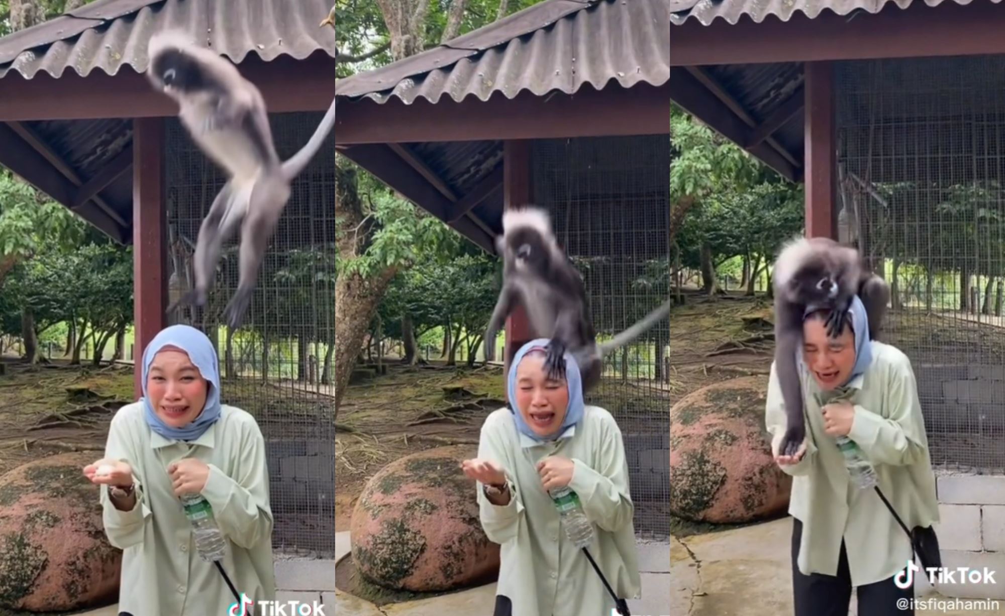 video of monkey jumping on woman’s head at a zoo went viral, malaysians amused!