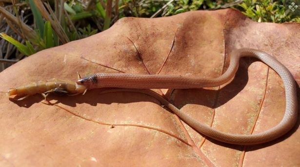 mimpi ngeri bila lihat ular mati tercekik lepas telan lipan