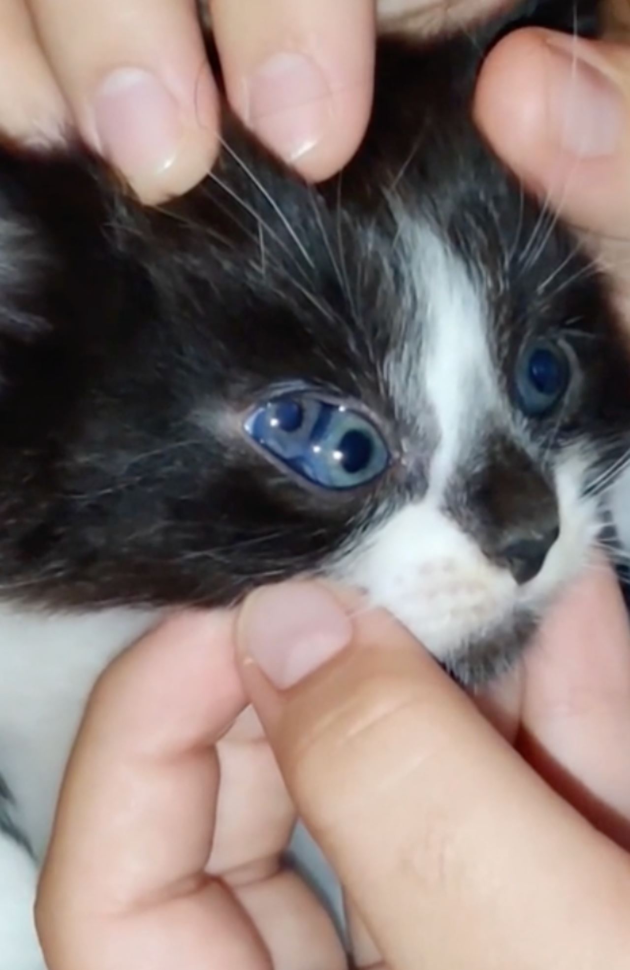 video anak kucing dengan tiga mata curi perhatian ramai