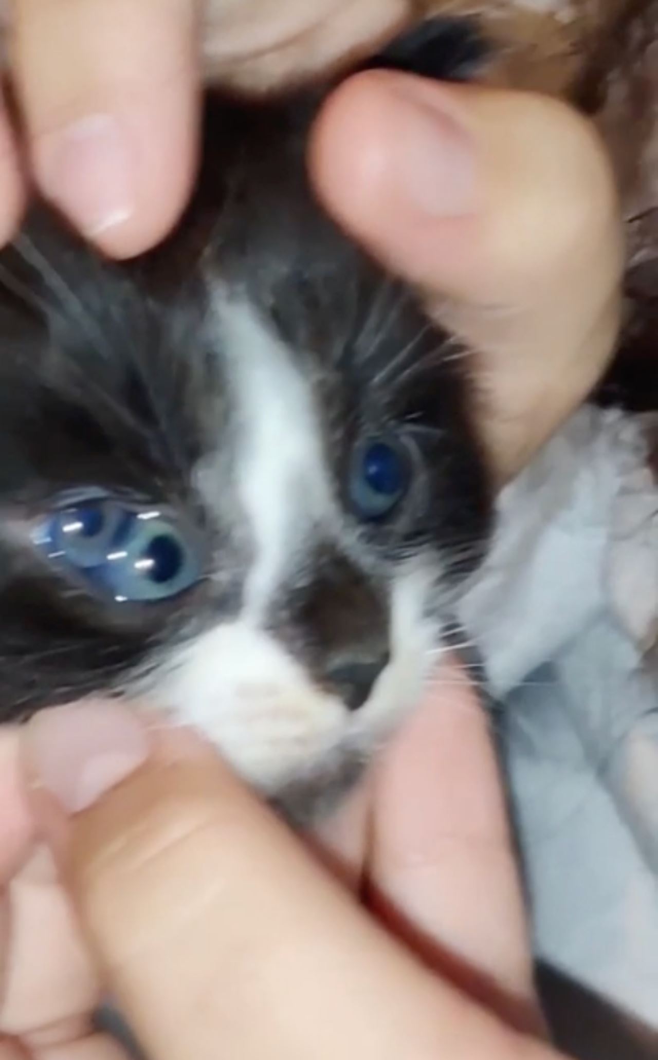 video anak kucing dengan tiga mata curi perhatian ramai