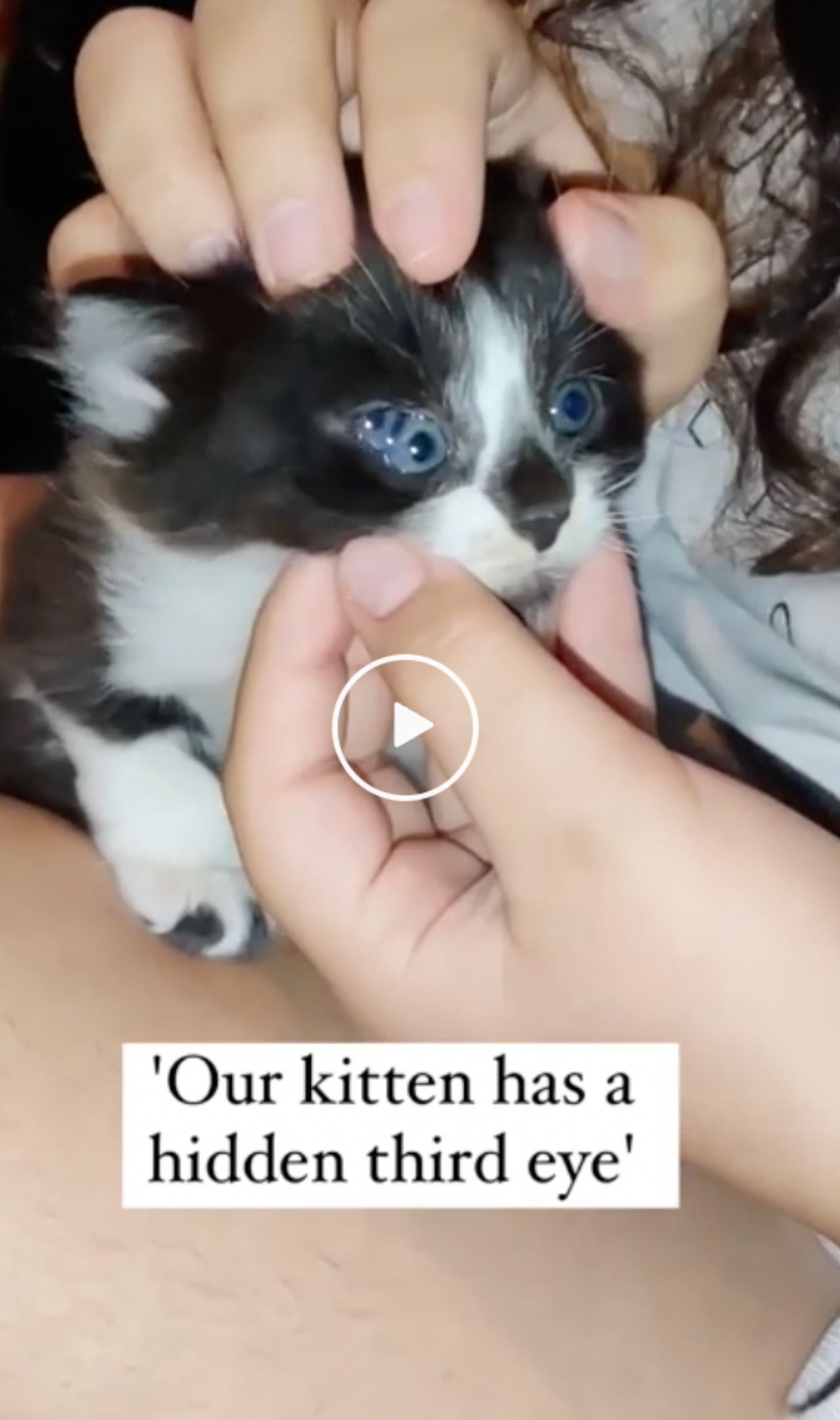 video anak kucing dengan tiga mata curi perhatian ramai