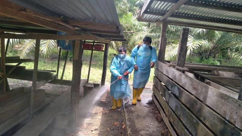 african swine fever detected at two pig farms in perak