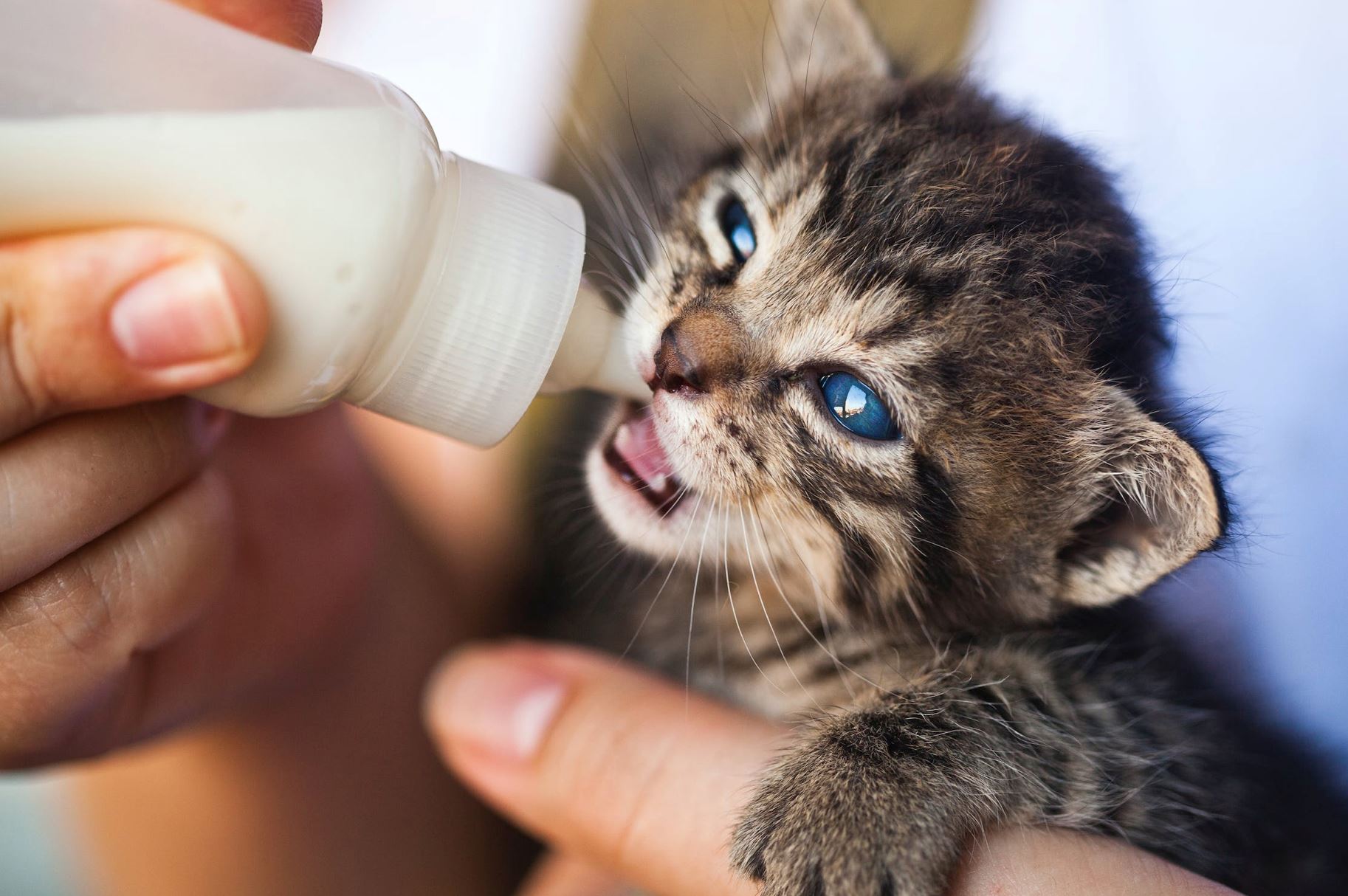 撸猫就有rm4k月薪拿？还不用加班！