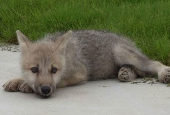 china berjaya hasilkan klon serigala liar pertama di dunia