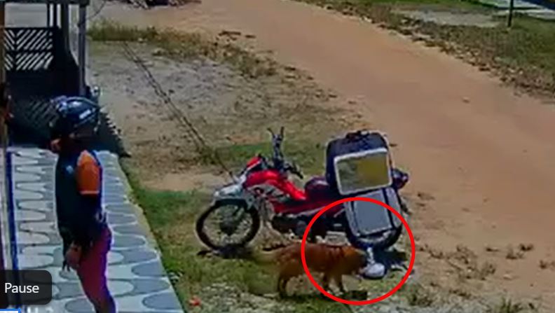 sneaky doggo steals food while delivery rider was distracted, netizens amused!