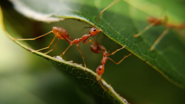 populasi semut 2.5 juta kali lebih banyak dari manusia!