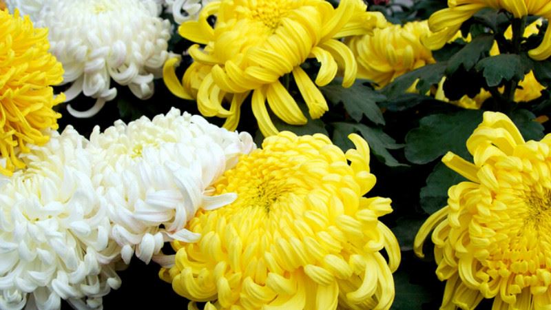 10月4日重阳节必知禁忌！