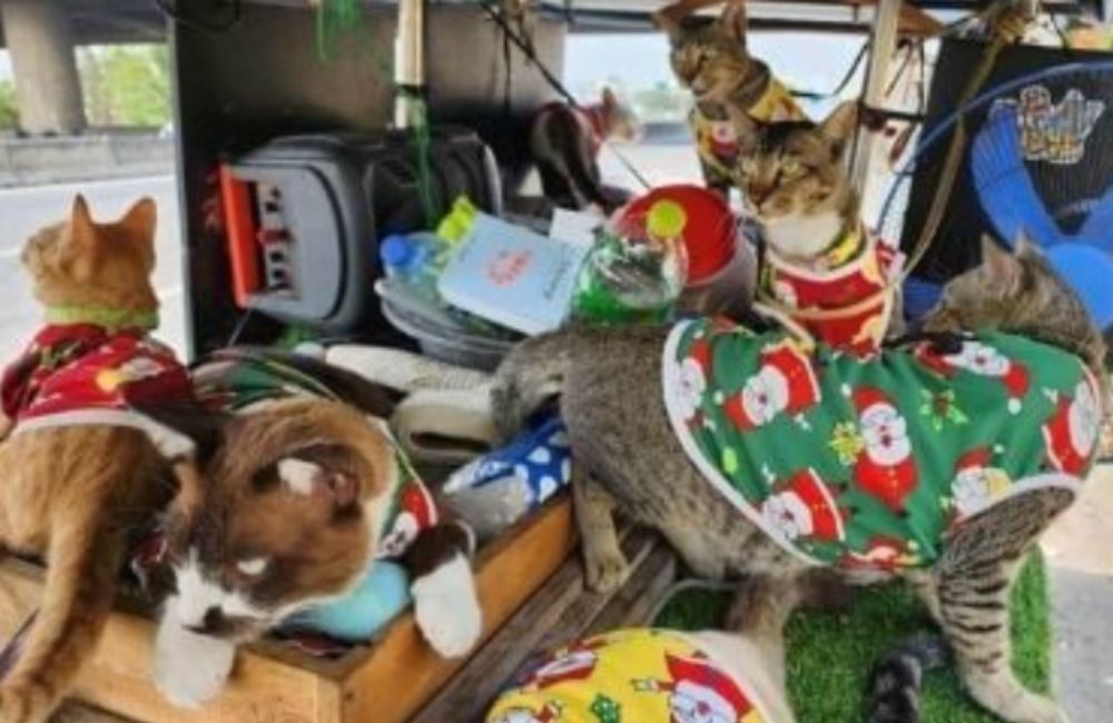 elderly man in thailand goes viral for travelling 300km with his 11 cats in a sidecar motorcycle