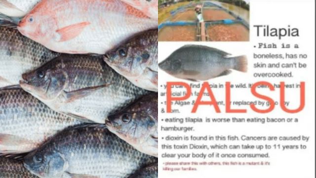 berita-palsu-talapia-640.png