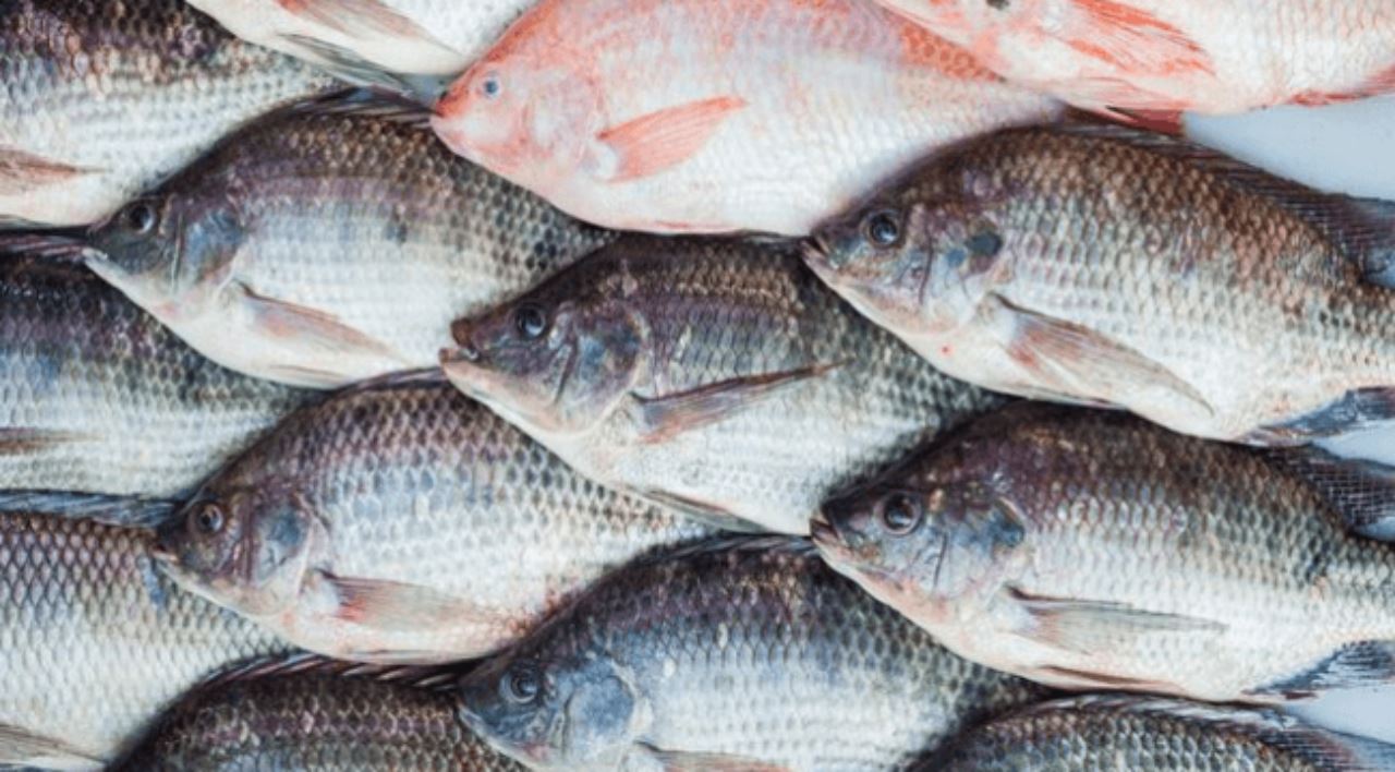 jangan percaya berita palsu, ikan talapia selamat dimakan!