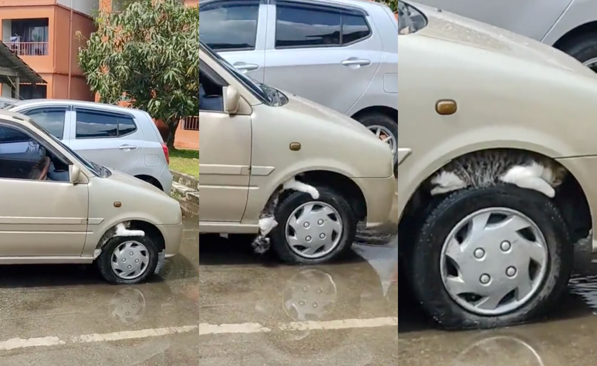 “that’s dangerous!” netizens condemn woman for moving a car while cat is stuck on the tire!