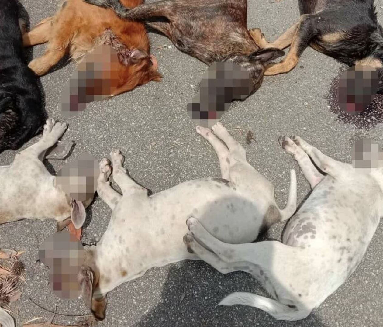 penang takes action by setting up cctv cameras after the poisoning of 29 dogs in the island