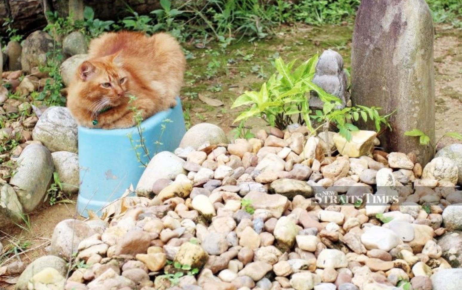 famous cat in terengganu still visits its late owner’s grave after three years