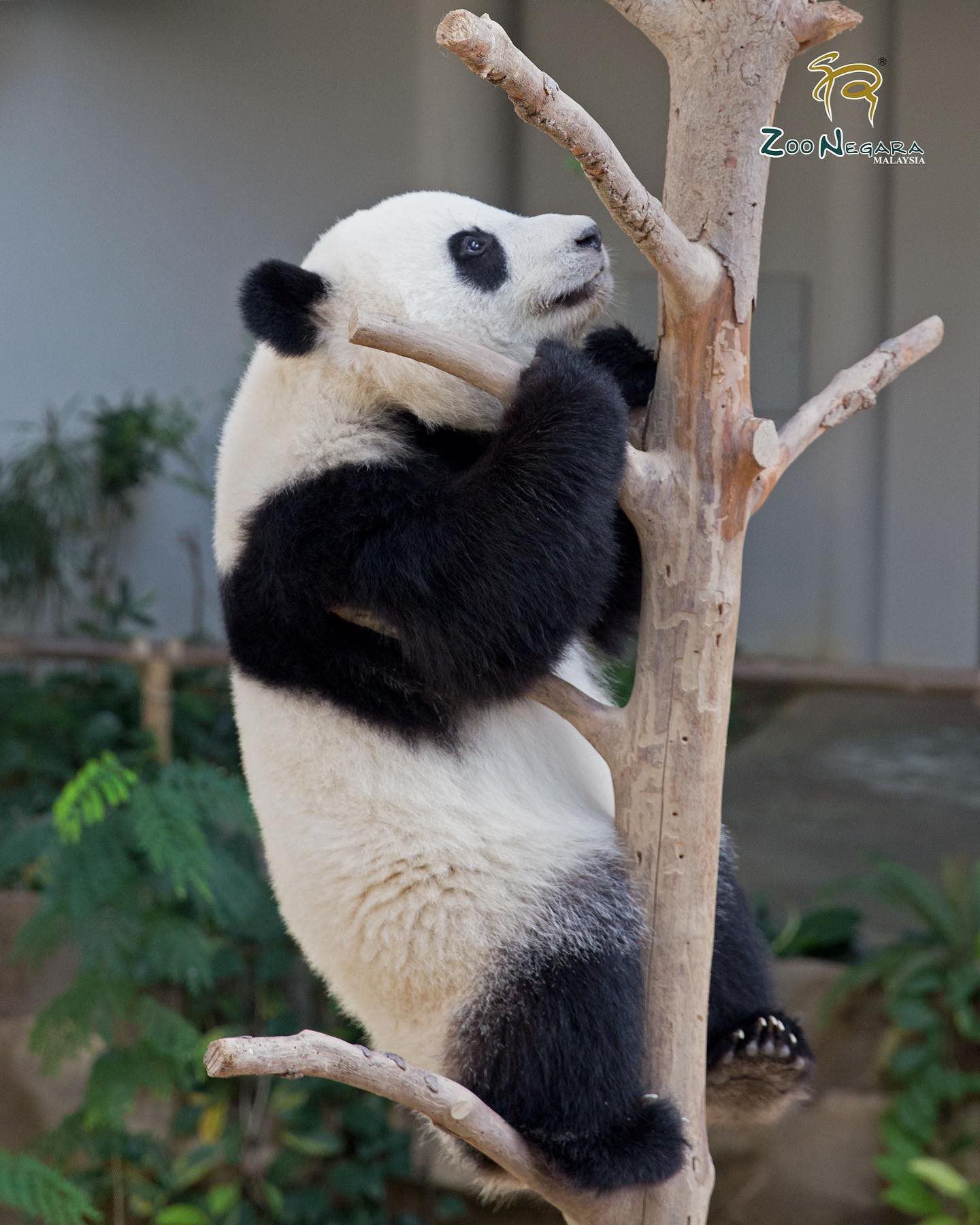 大马旅居2熊猫【5月1日】返回中国！