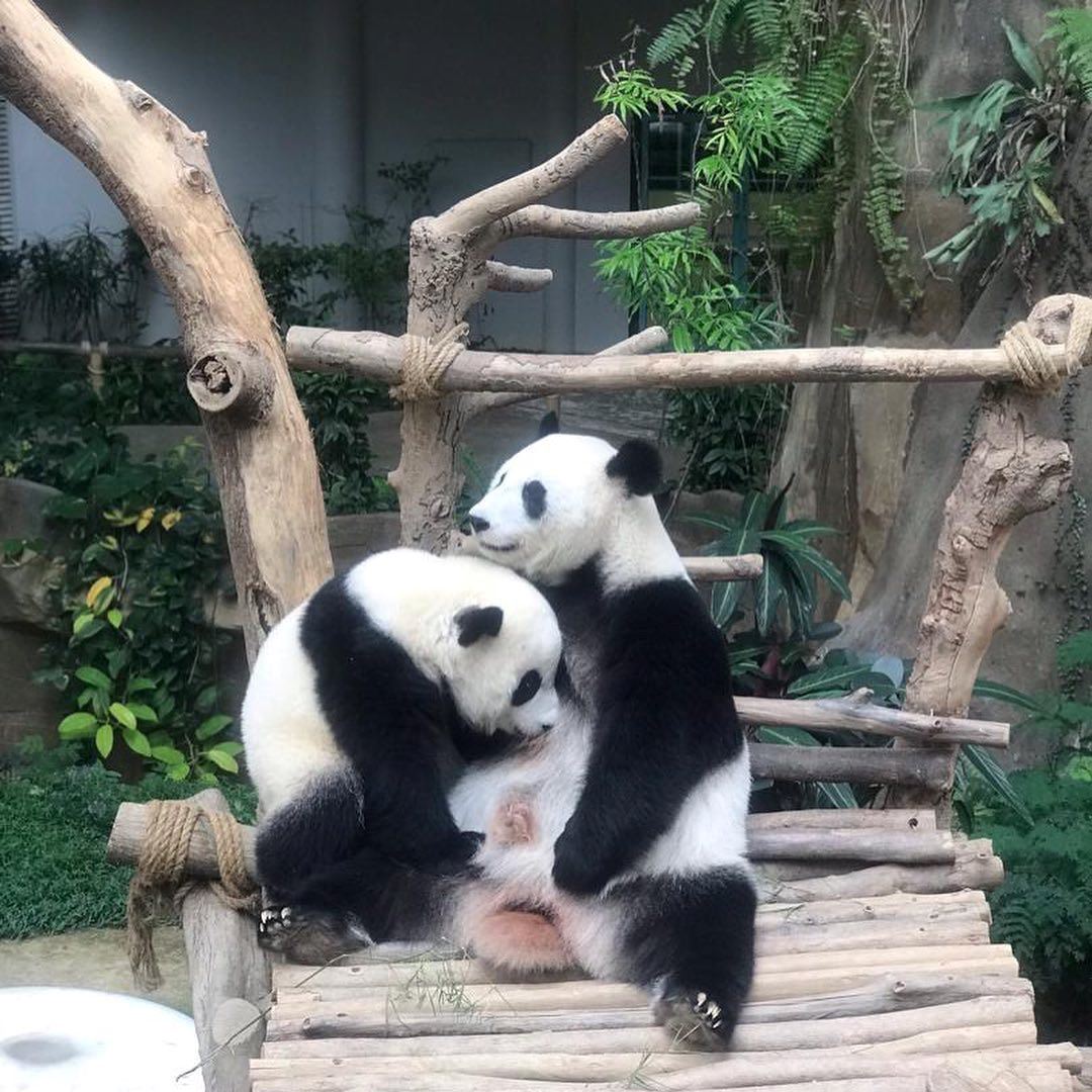 大马旅居2熊猫【5月1日】返回中国！