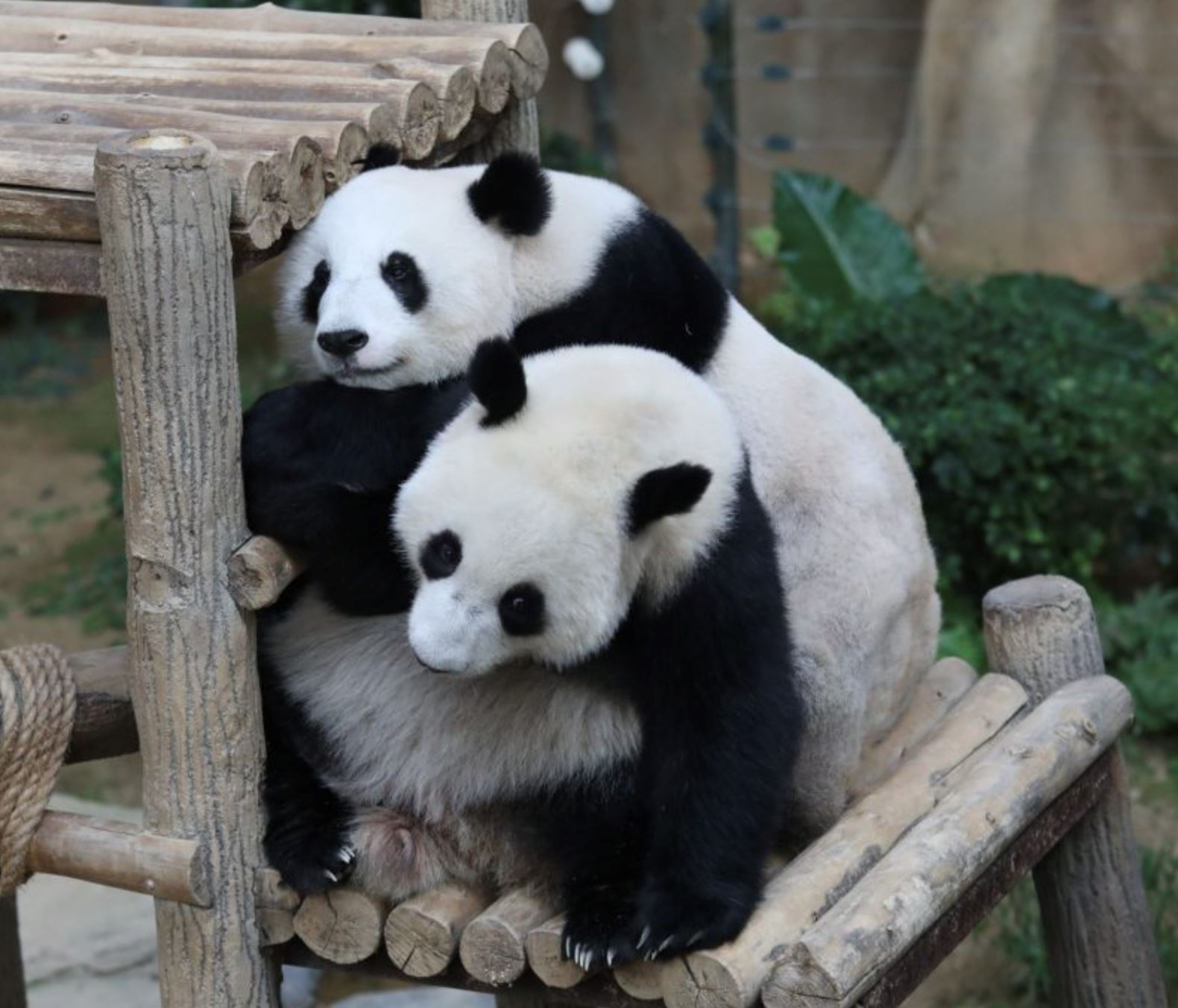 熊猫宝宝不回中国了！暂留大马明年才送回！