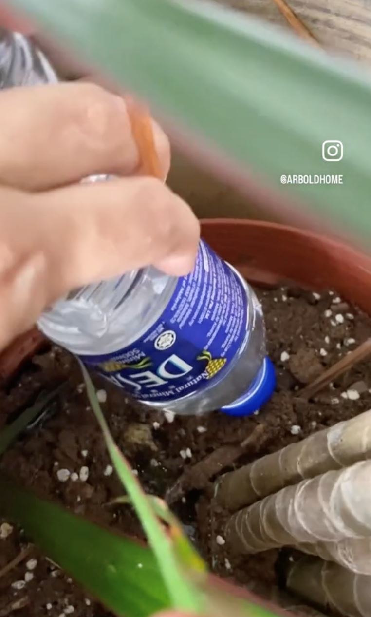 risau pokok mati masa balik beraya di kampung? cuba cara ni! [video]