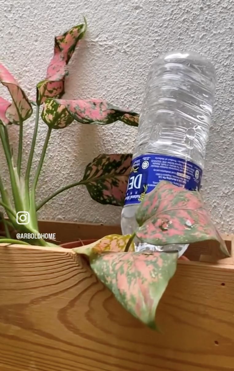 risau pokok mati masa balik beraya di kampung? cuba cara ni! [video]