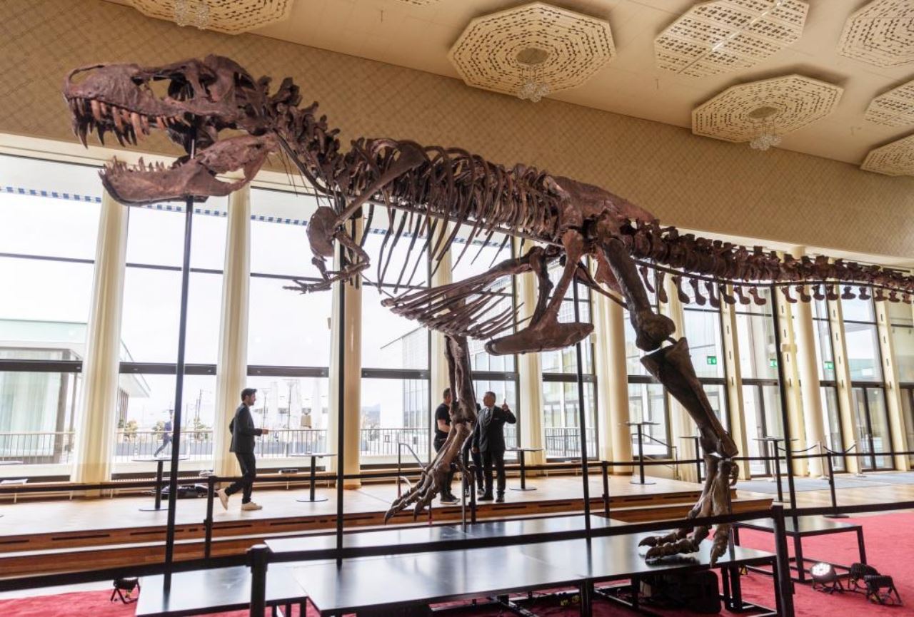 kini jadi trend koleksi orang kaya, rangka dinosaur t-rex dilelong pada rm27.5 juta