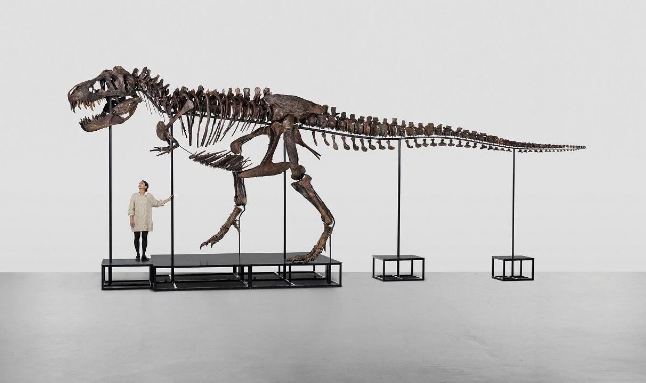 kini jadi trend koleksi orang kaya, rangka dinosaur t-rex dilelong pada rm27.5 juta