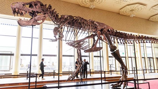 rangka-trex-dilelong-640.jpg