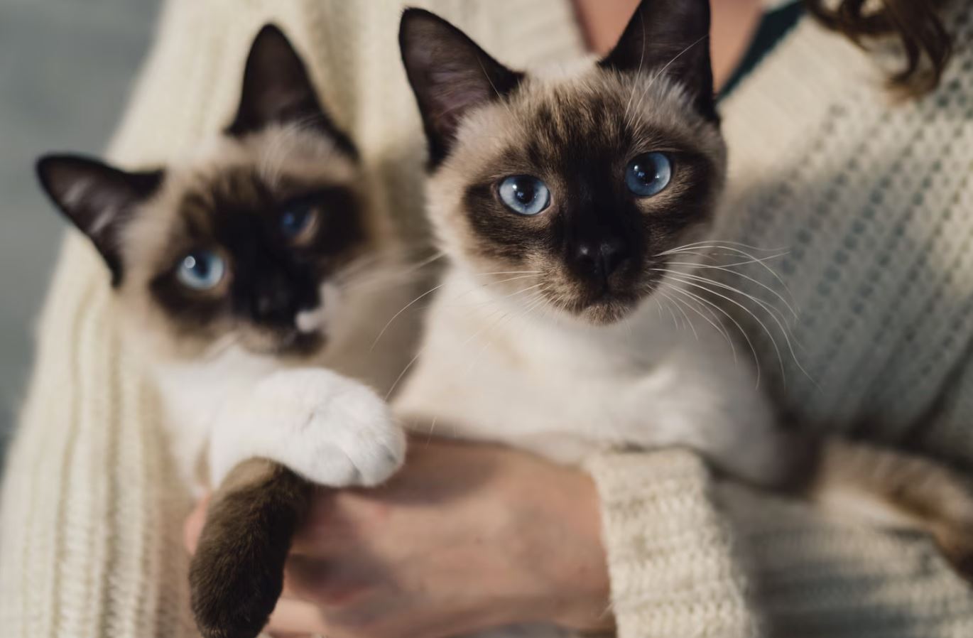 tak sampai hati tinggal kucing di rumah masa balik kampung? ini cara bawa kucing naik kereta