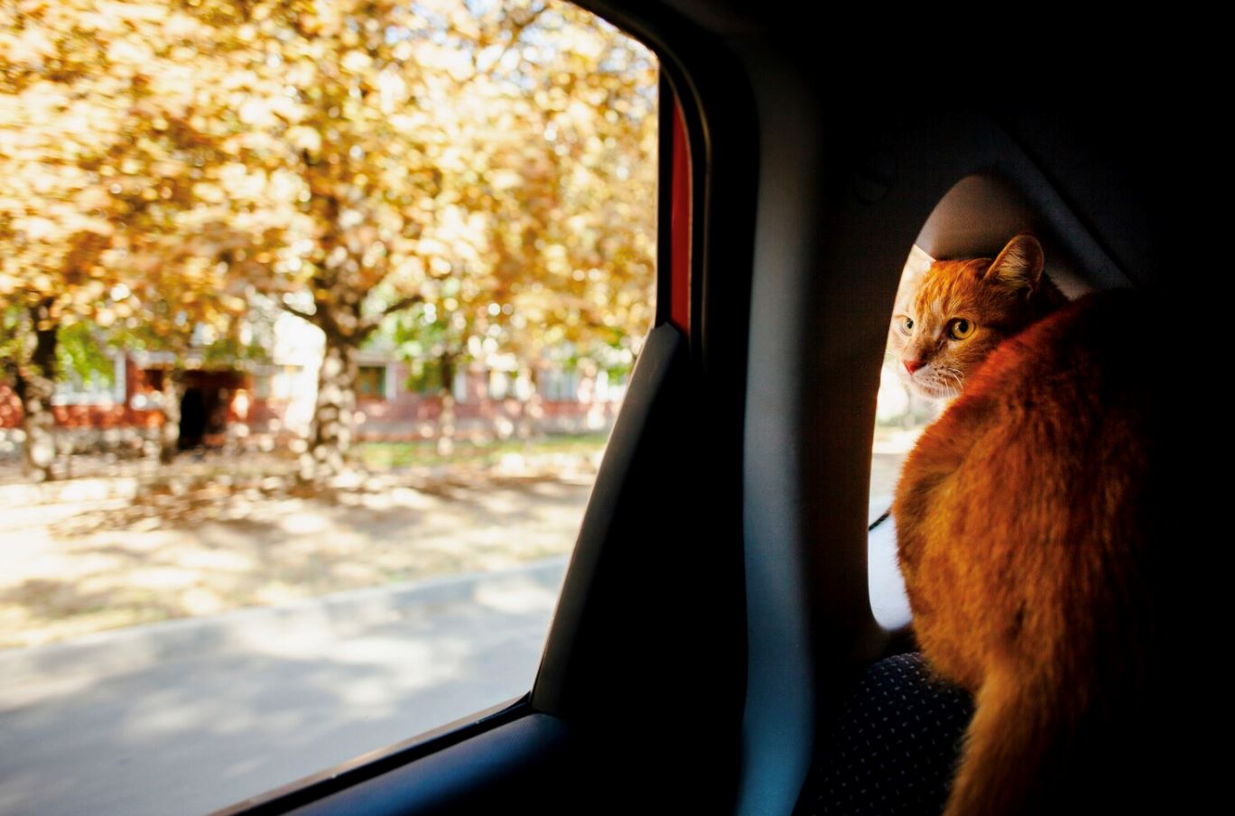 tak sampai hati tinggal kucing di rumah masa balik kampung? ini cara bawa kucing naik kereta