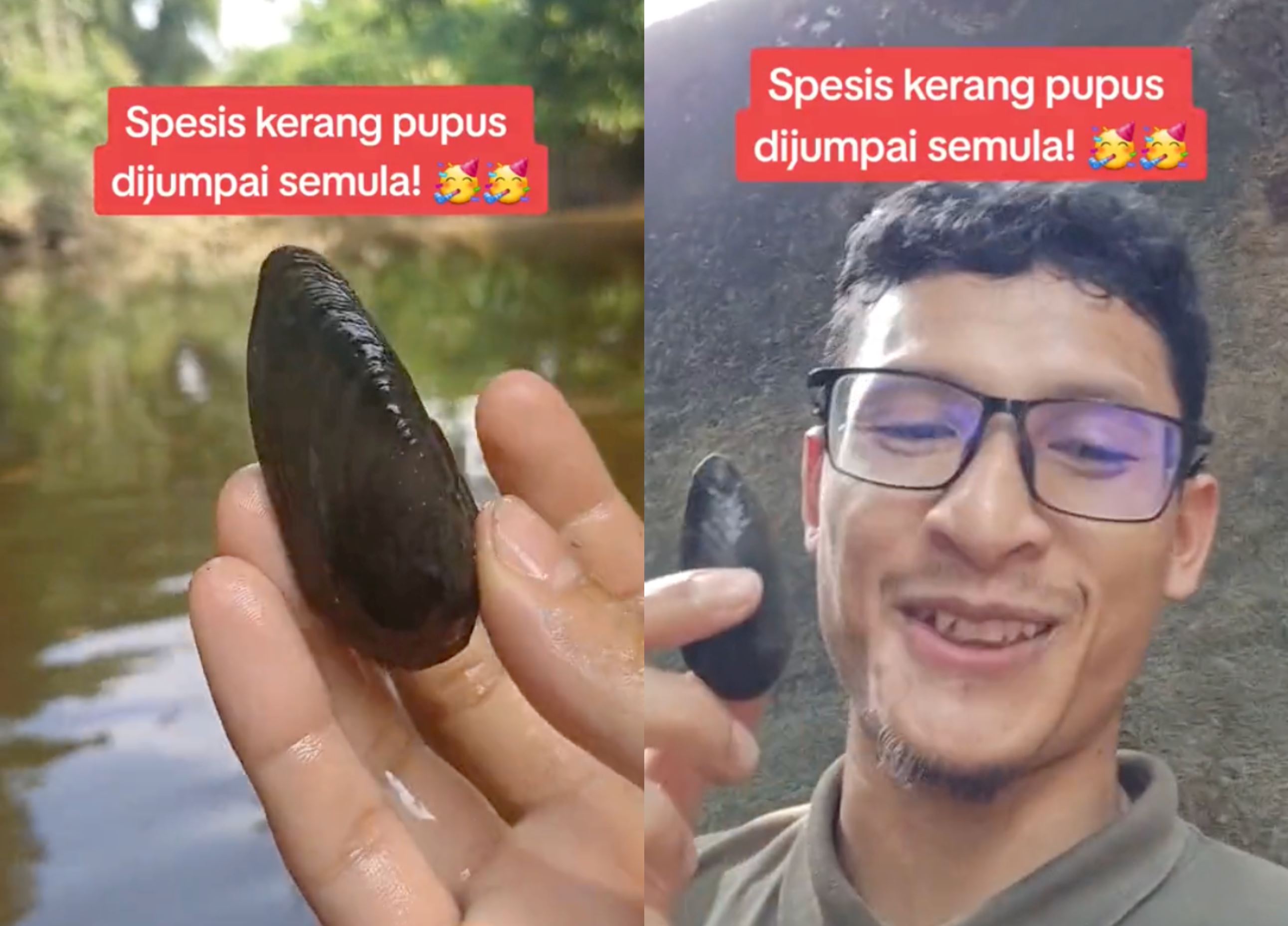 wah! m’sian phd student rediscovered extinct mussel species in pahang after 40 years