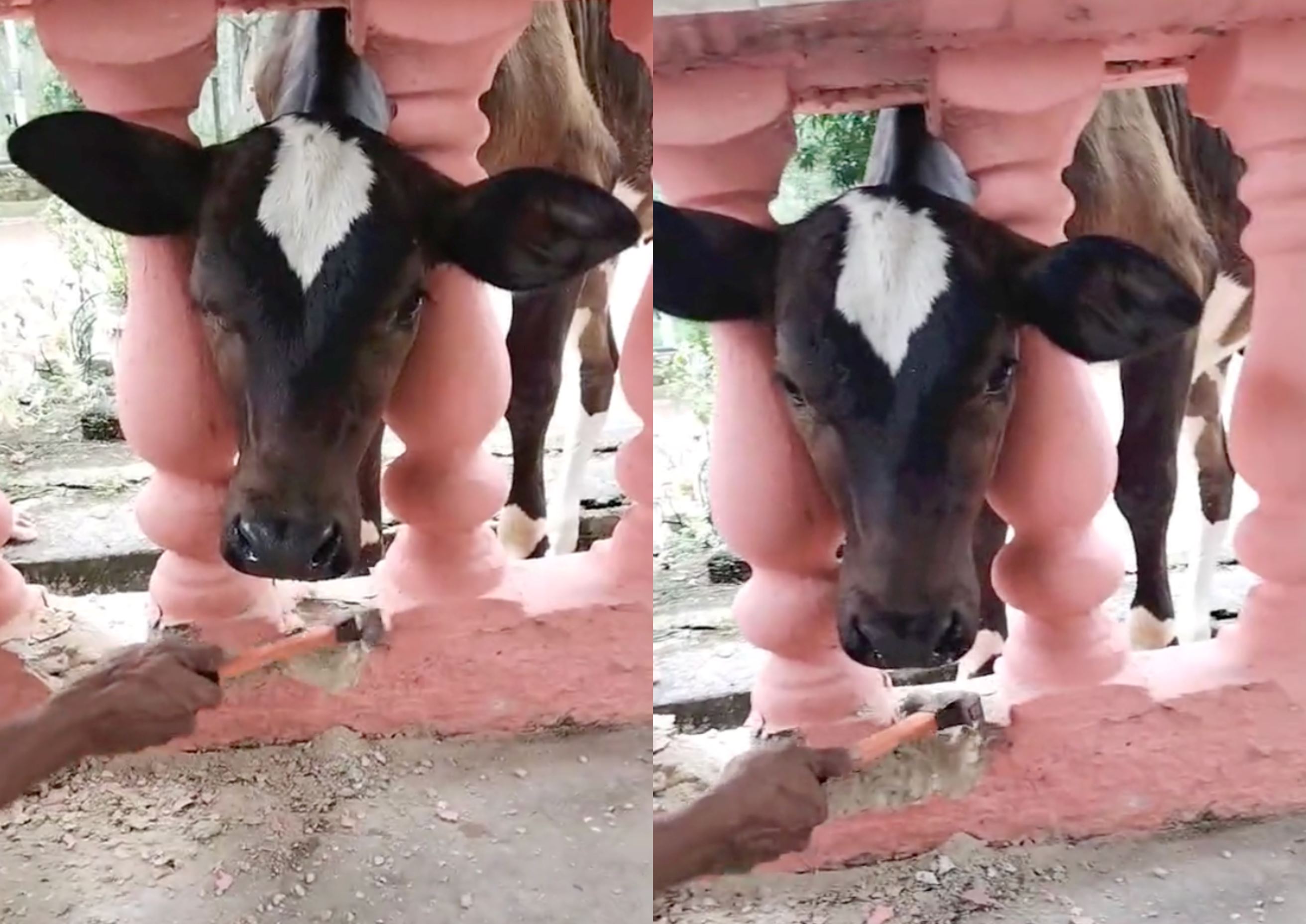 alamak! malaysian man had to destroy his house railings to rescue cow trapped in puzzling situation