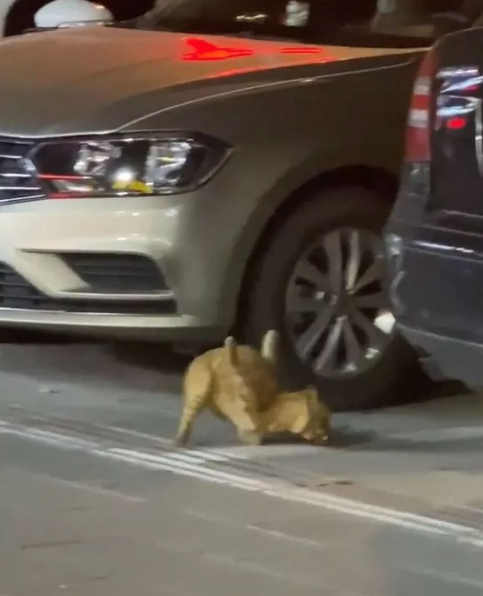 sedih lihat kucing dianiaya sampai kena jalan dua kaki tegak ke atas