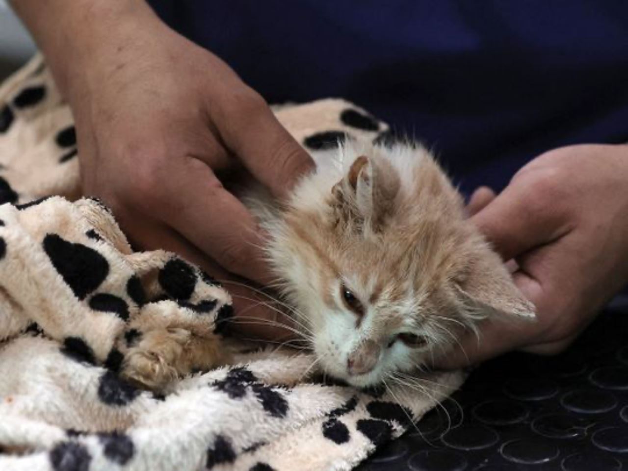 ribuan kucing mati terkena ‘koronavirus kucing’, lebihan ubat manusia guna rawat
