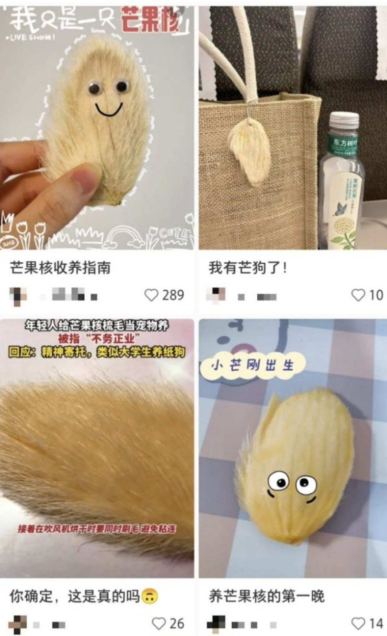 aneh, makin ramai anak muda ‘bela’ biji buah mangga jadi haiwan ternakan