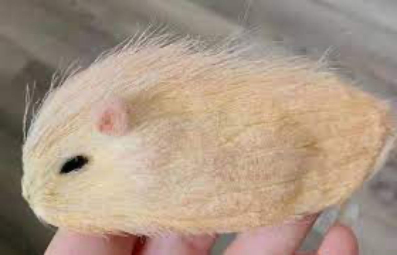 aneh, makin ramai anak muda ‘bela’ biji buah mangga jadi haiwan ternakan