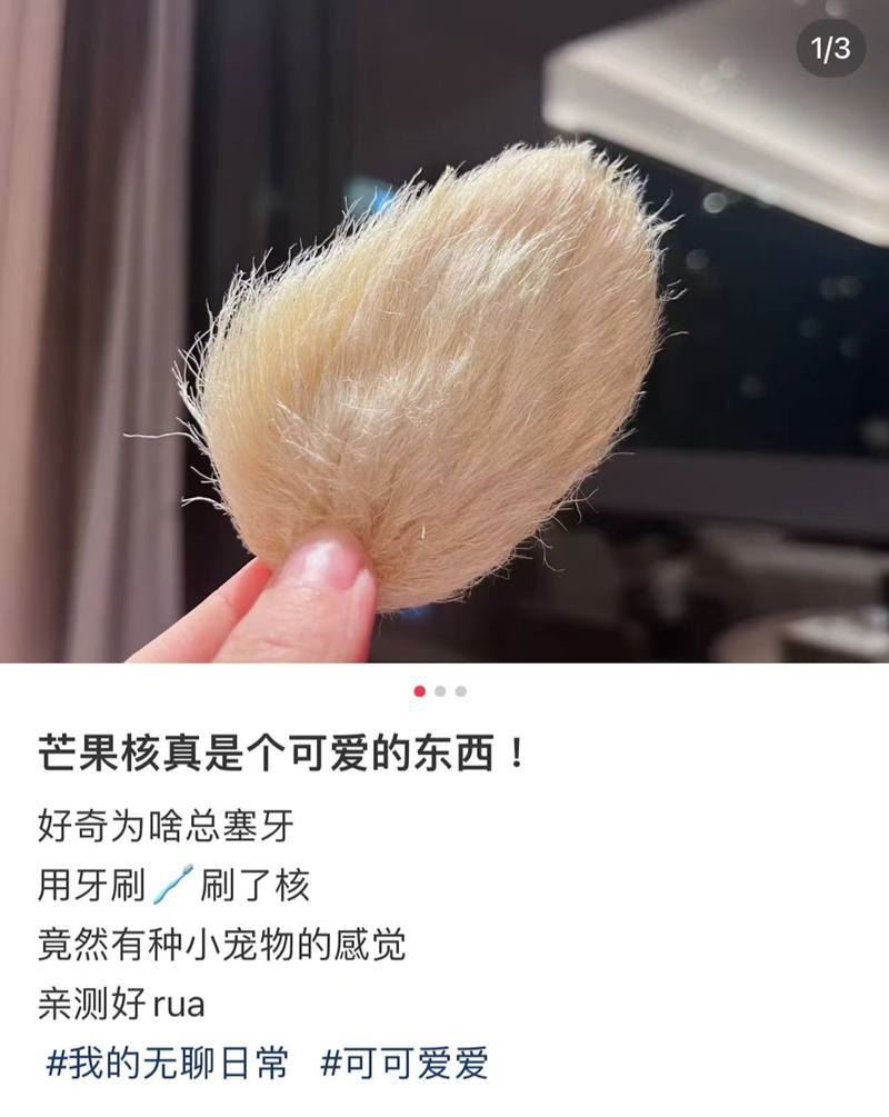 年轻人兴起养“芒果核”当宠物！网友：主打一个陪伴！