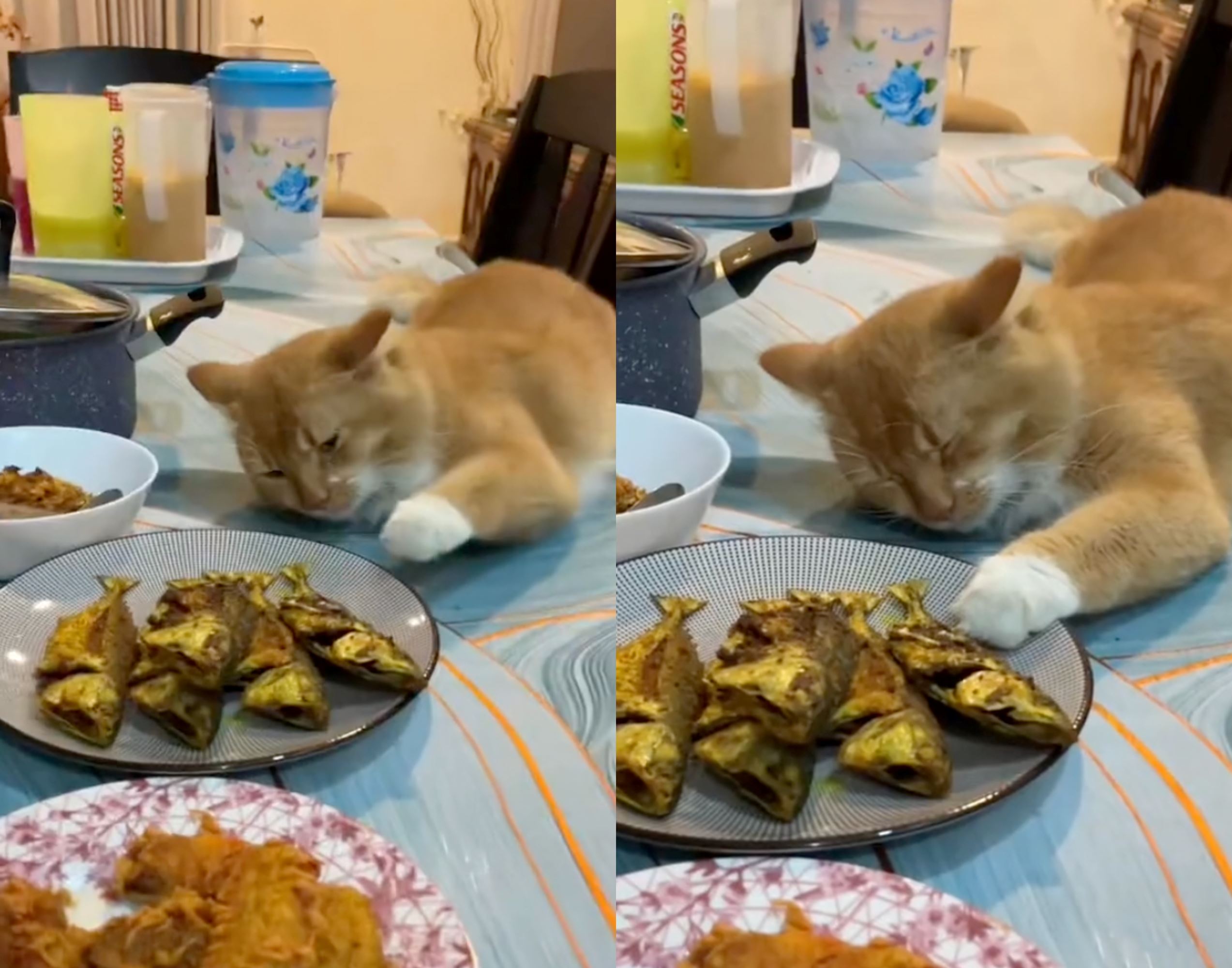 oyen pretends to be asleep while slowly reaching its paw out to steal fried fish!