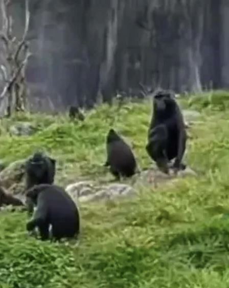 tular video monyet dalam zoo hunus pisau tajam, ramai anggap macam babak filem