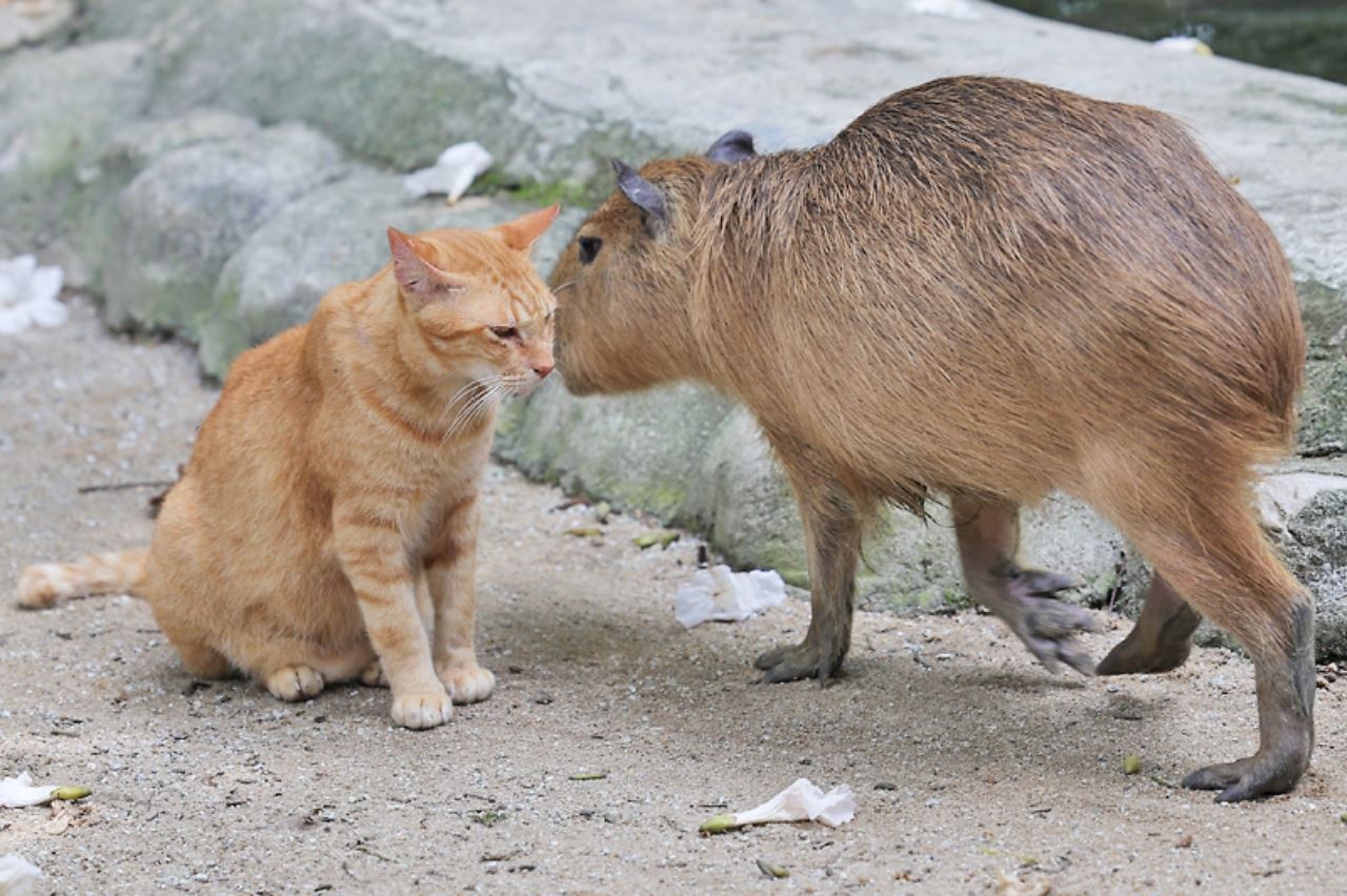zoo negara cari pasangan betina untuk oyen, syaratnya kena oyen juga