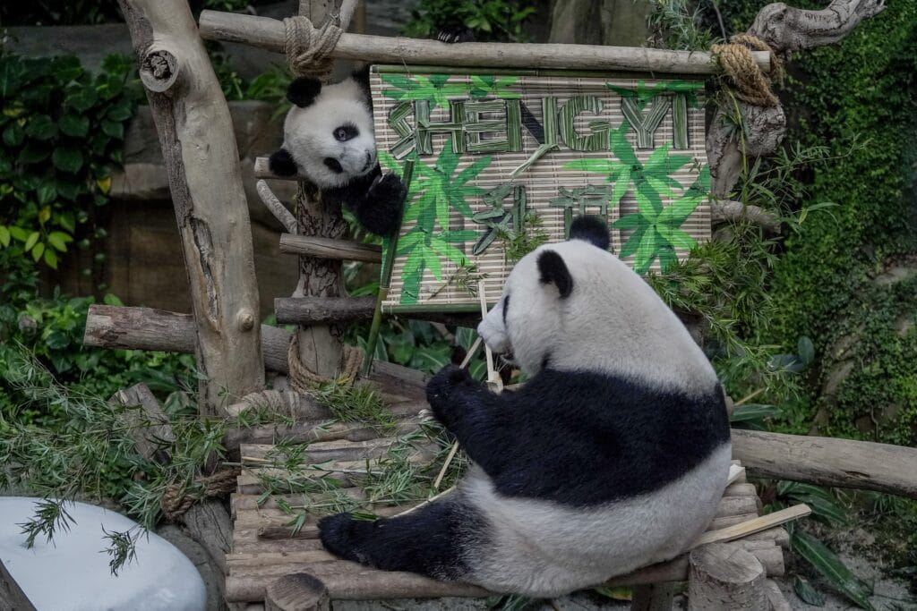 anak panda gergasi shengyi, yiyi bakal pulang ke china pada 29 ogos ini